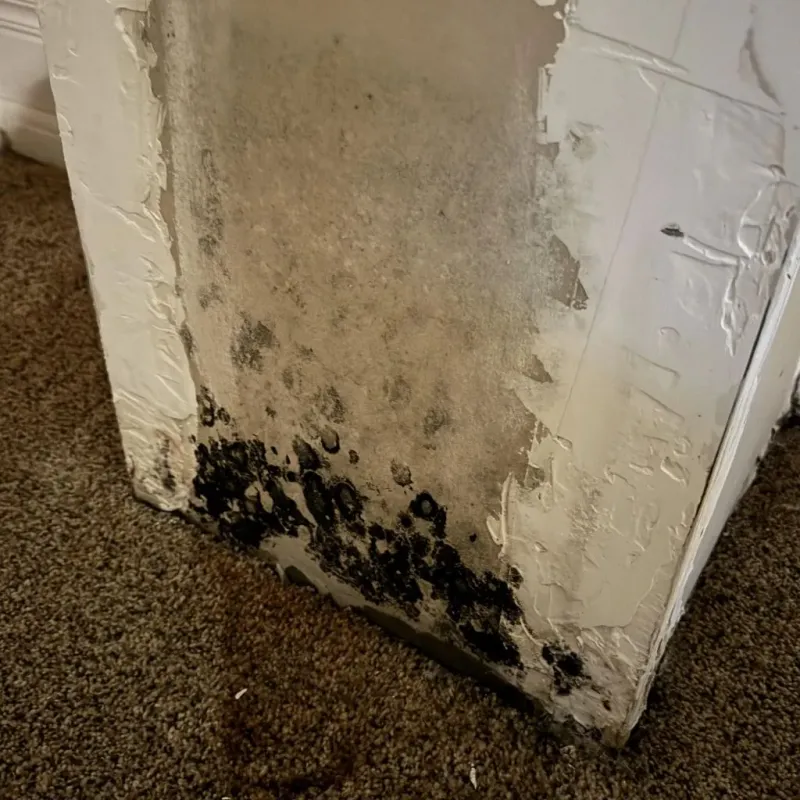Professional Mold Removal in Mount Pleasant, NC